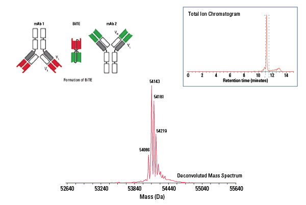 Bispecific antibody analysis