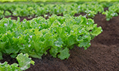 Greens
