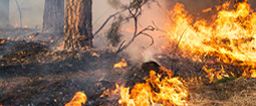 Wildfire