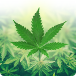 10 Cannabinoids
