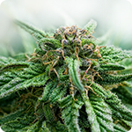 12 Cannabinoids