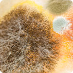Aflatoxins