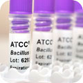 ATCC Minis