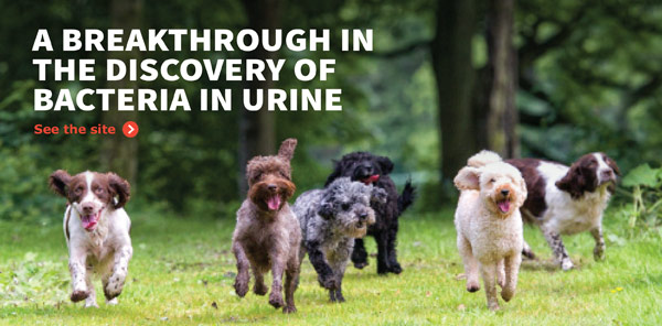 A breakthrough in the discovery of bacteria in urine.