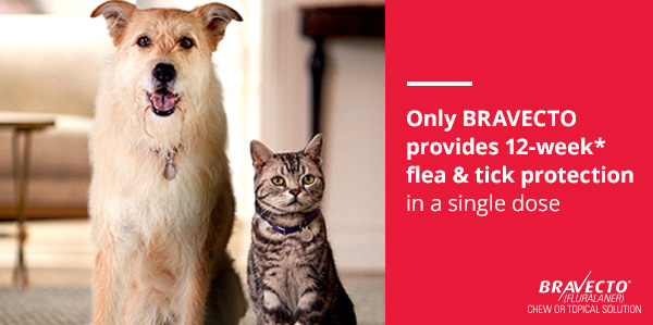 Tabby cat and large dog sitting next to each other in living room